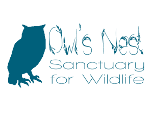 owls nest logo 1 copy